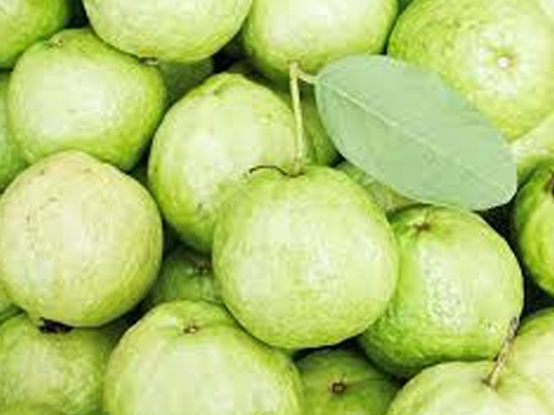 Fresh Guava