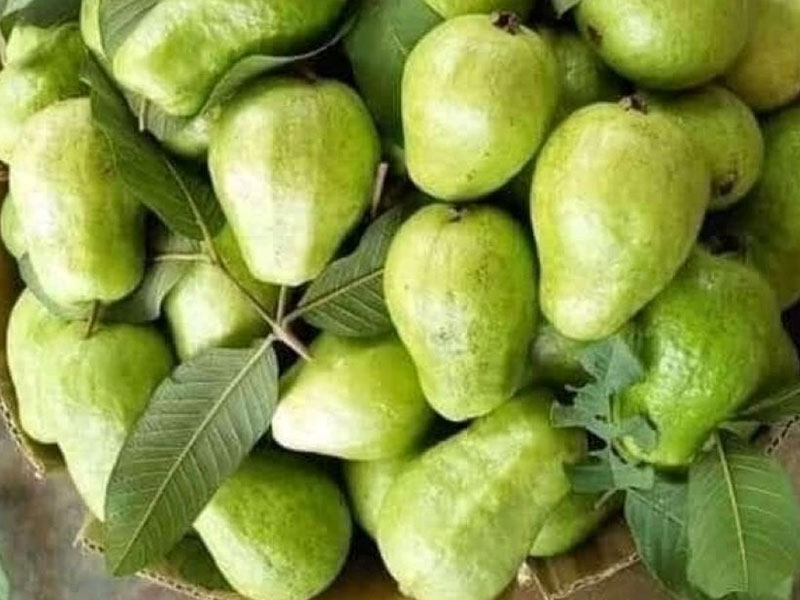 Fresh Guava