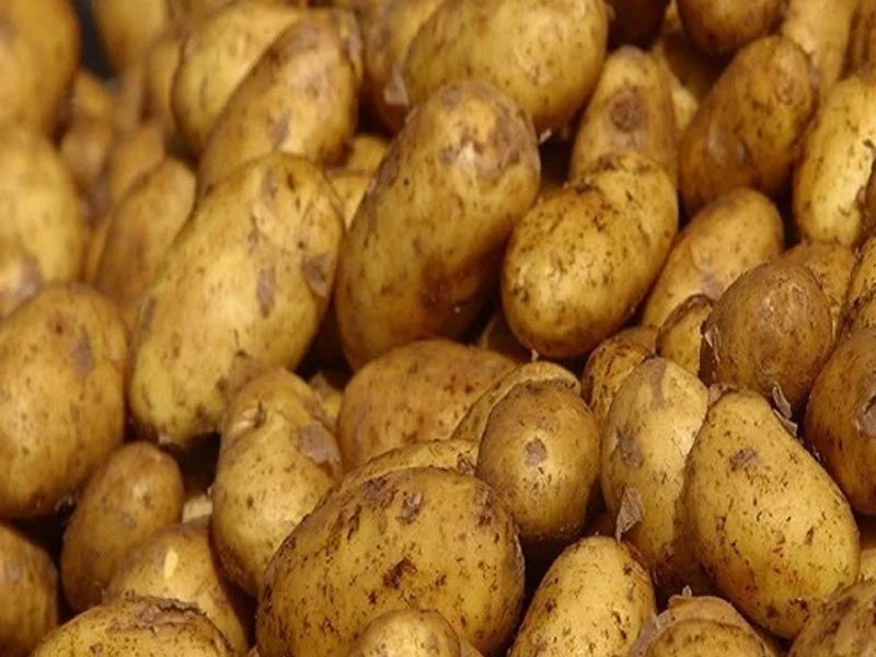 Fresh Potato